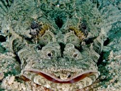 A Face only a Mother could love:) Taken in Sipadan Nikon D70 by Jeannette Howard 